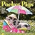 Pocket Pigs Wall Calendar 2016: The Famous Teacup Pigs of Pennywell Farm