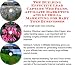 The Guerilla Marketing, Building Effective Lead Capture Web Pages, Affiliate Marketing for Baby Toys Businesses