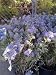 Caryopteris Blue Beard One Gallon Plant
