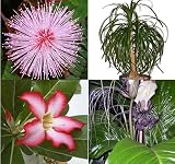 Eigenschaften tropical.garden  / Paket Nr. 15 / 4x Verschiedene Zimmerpflanzen (30K Mimose, 5K Elefantenfuss, 5K Wüstenrose, 5K Fledermausblume, purpur)