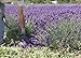 L+ Dried Lavender Bundles: Pure, Natural Home Decor and Fragrance. Bundles are Made from 100% Natural Local Farms Lavender, Perfect for Home Decoration, 2 Bundles