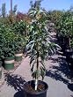 Stuart Avocado Tree Five Gallon