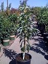 Stuart Avocado Tree Five Gallon