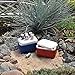 Miniature Fairy Garden Cooler, Blue