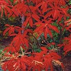 Oxydendrum Arboreum-sourwood Tree - Pot Size #1 Gal.