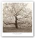 (13x14) Christine Triebert Apple Tree in Bloom Art Print Poster