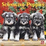 Schnauzer Puppies 2010 Square Wall (Multilingual Edition)