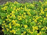 Eigenschaften Dachstauden  / Waldsteiniana geoides - Polsterbildende Waldsteinie, 6 Pflanzen