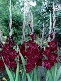 Amazon / Hirts: Bulbs; Gladiolus: Belle de Nuit Hybrid Gladiolus 10 Bulbs