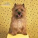 Cairn Terriers 2007 Calendar