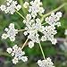 250 Seeds, Caraway Herb (Carum carvi) Seeds By Seed Needs250 Seeds, Caraway Herb (Carum carvi) Seeds