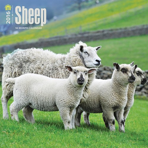 Sheep 2016 Square 12x12 (Multilingual Edition)
