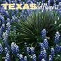 Texas Wildflowers 2004 Calendar