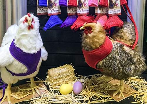 Chicken Harness (Purple, Small)