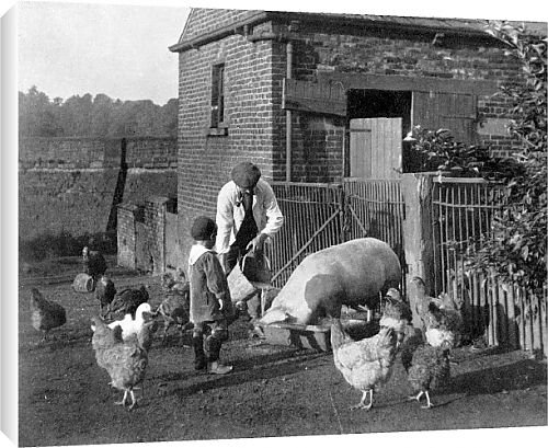 Canvas Prints of Farm life from Country Life 