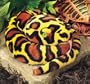 Wild Republic Snake 52" Burhmese Python