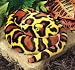 Burmese Python 52in Plush Snake