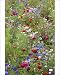 Photographic Prints of Mixed flowers in meadow from Ardea Wildlife Pets