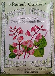 Purple Hyacinth Bean Flowering Vine Seeds