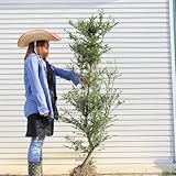 庭木:キンメツゲ(生垣用) (目隠し用)H:140-150cm