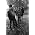 Thumbnail image of Grateful Dead