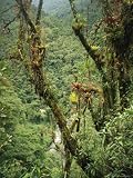 Parasitic Plants Inhabit the Forest of the Huabayacu River Valley Photographic Poster Print, 18x24