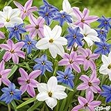 国華園　秋植え球根 花ニラミックス(花色見計らい) 40球