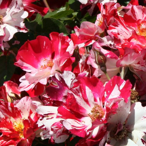 Fourth of July Rose Bush Climber Own Root Climbing Rose 4 Inch Container USA Fourth of July Rose Bush Climber Own Root Climbing Rose 4 Inch Container USA