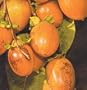 Saijo Persimmon Tree Five Gallon