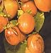 Saijo Persimmon Tree Five Gallon