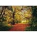 Tapeten - Fototapeten Autumn Forest (in 270 cm x 194 cm 5)
