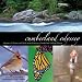 Books : Cumberland Odyssey: A Journey in Pictures and Words Along Tennessee's Cumberland Trail and Plateau