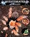 Invertebrates