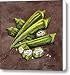 Okra Canvas Print / Canvas Art - Artist Elaine Hodges