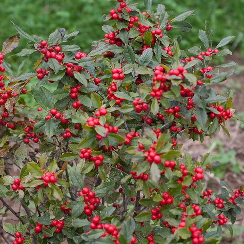 Little Goblin TM Winterberry Ilex verticillata 4″ pot Proven