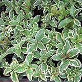 ヤブコウジ：斑入りヤブコウジ（白斑）3号ポット6株セット[日陰に！]