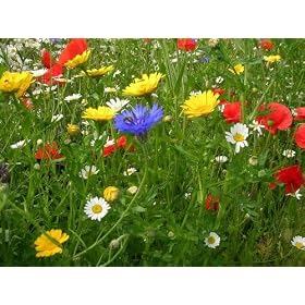 Cornfield annual standard native wildflower seed mix 100 grams
