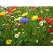 Cornfield annual standard native wildflower seed mix 100 grams