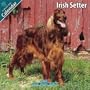 Irish Setter 2010 Wall Calendar #10046-10