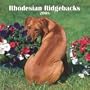 Rhodesian Ridgebacks 2008 Square Wall Calendar (German, French, Spanish and English Edition)