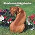 Rhodesian Ridgebacks 2008 Square Wall Calendar