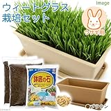 ウィートグラス栽培セット(種・土・プランター・プレート・鉢底石)ブラウン うさぎ用 説明書付き 家庭菜園