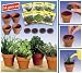 KITCHEN HERB SET (711)- GROW HEALTHY, DELICIOUS HERBS ON YOUR KITCHEN WINDOW!