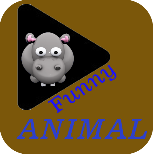 Funny Video Animal