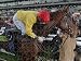 Jigsaw of Horse Racing - November Handicap Day - Doncaster Racecourse from Press Association Images