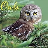 2016 owls wall calendar