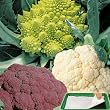 Saatplatte 11,5 x 17 cm Bunter Blumenkohl Mix