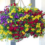 ADB Inc Heirloom Hanging Petunia Mixed Seeds