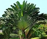 Eigenschaften Seedeo  / Baum des Reisenden (Ravenala madagascariensis) 5 Korn