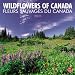 Wildflowers of Canada/Fleurs sauvages du Canada 2011 Wall Calendar 12